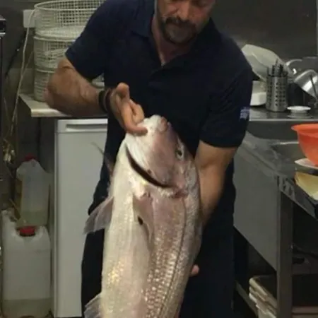 Poseidon 3* Ajía Effimía